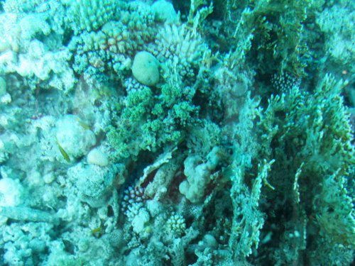 Glass boat trip 2_31