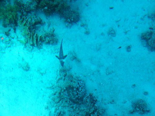 Glass boat trip 2_36